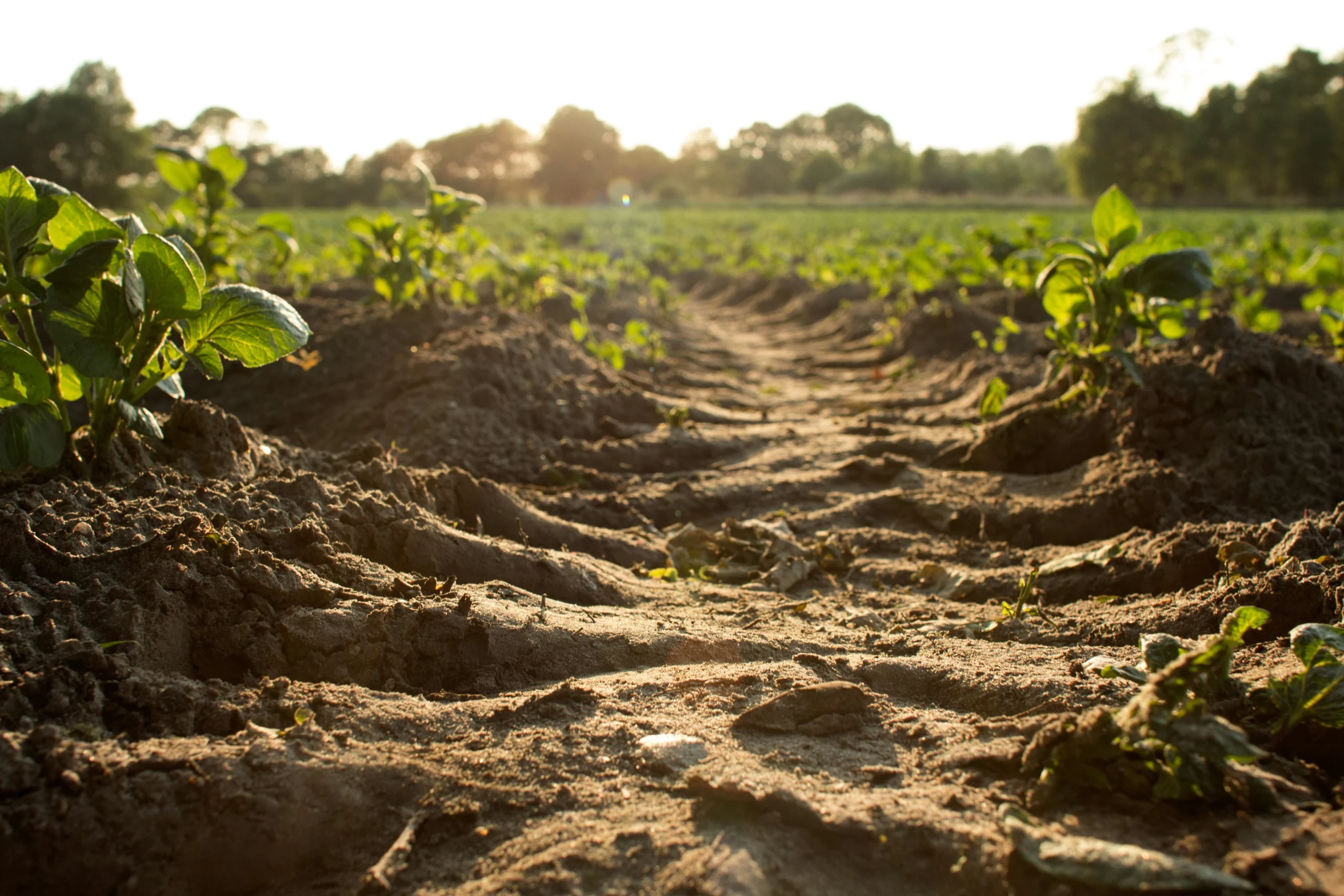 Soil Health